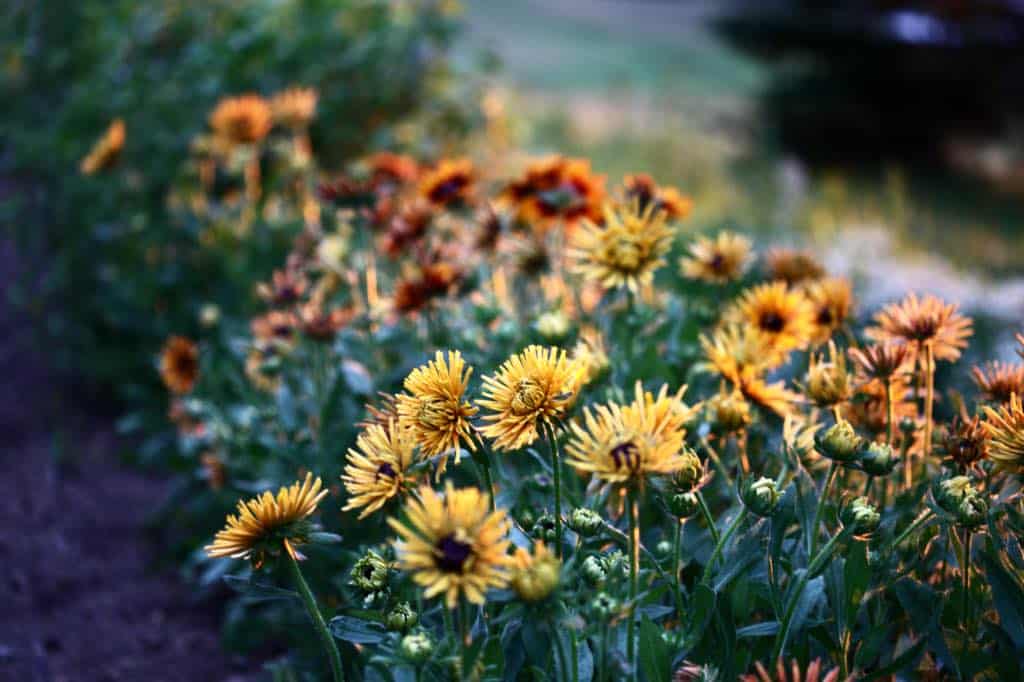 rudbeckia chim chiminee