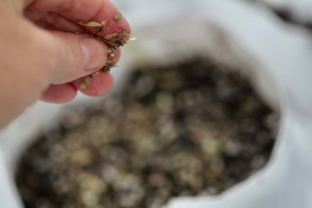 a hand winter sowing seeds and some chaff