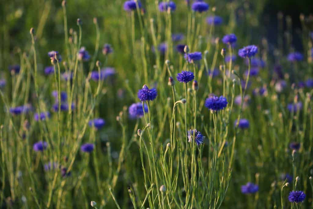  Bachelor Buttons in the garden