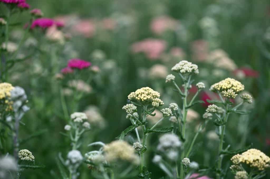 yarrow flowers in the garden, discussing fun facts about yarrow