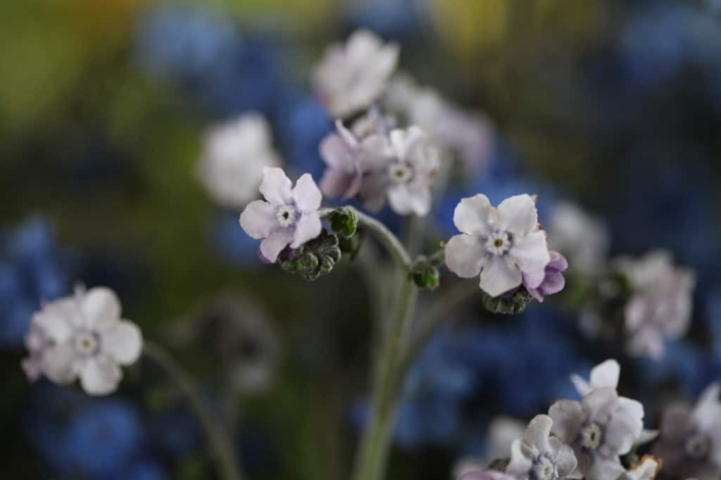 small muted lavender flowers