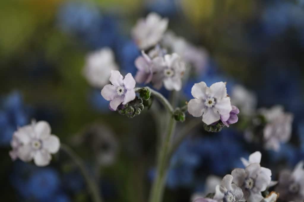 Growing The Beautiful Chinese Forget Me Not - Celtic Roots Farm