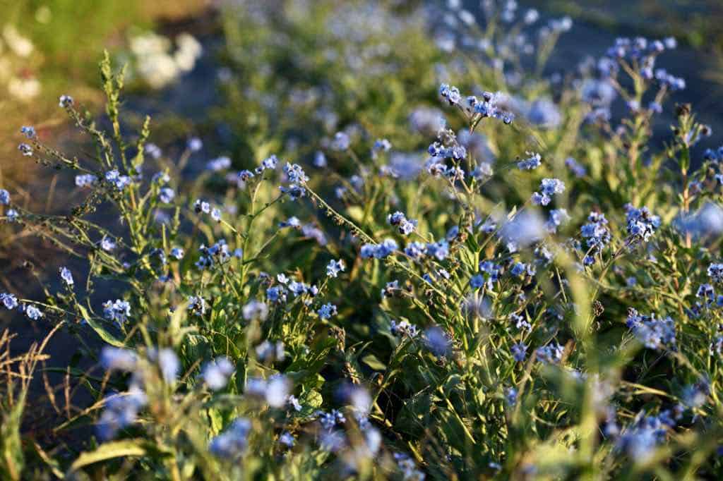 the flowers of Chinese forget me nots in the garden