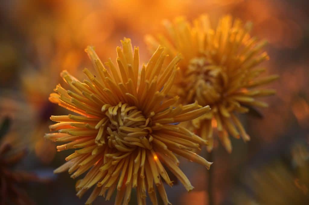 rudbeckia in the garden