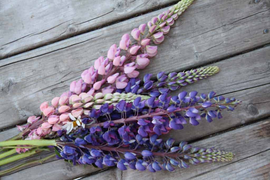 a colourful lupine bouquet on wood