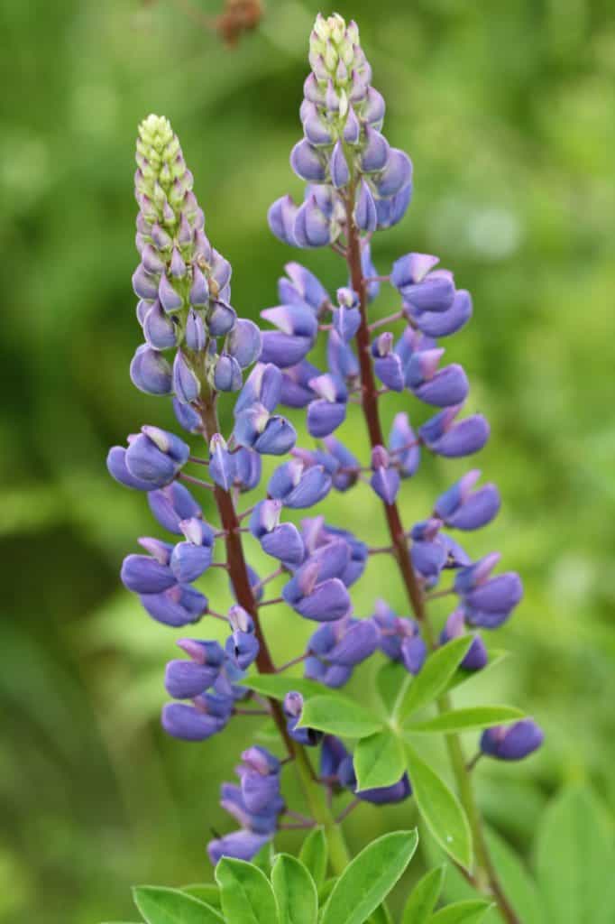 two purple lupines