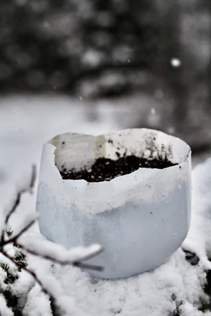 a milk jug for winter sowing