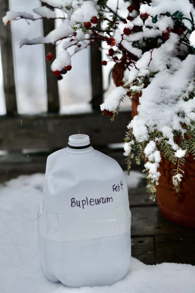 winter sown bupleurum, a cold hardy annual plant