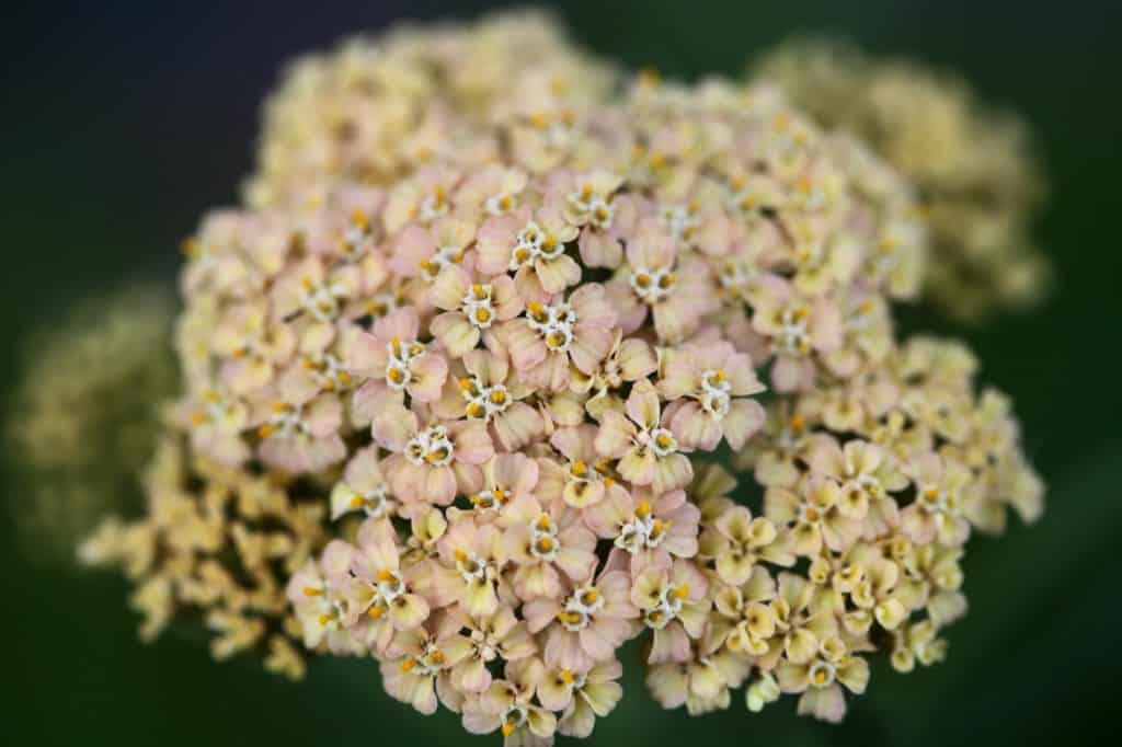 a closeup of a cream coloured yarrow flowerhead