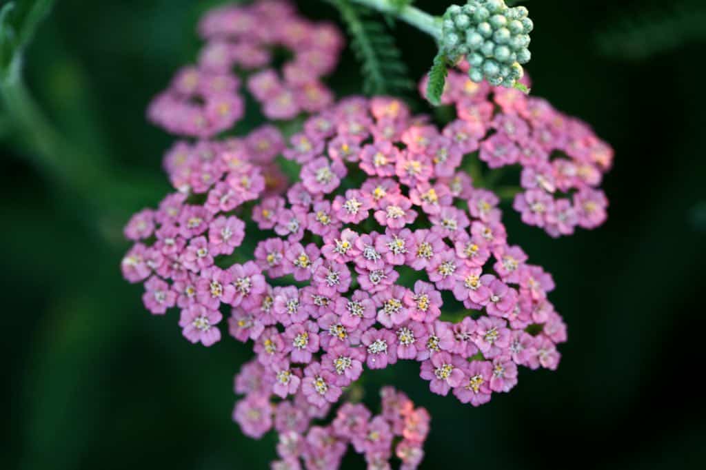 a closeup of a pink yarrow flowerhead