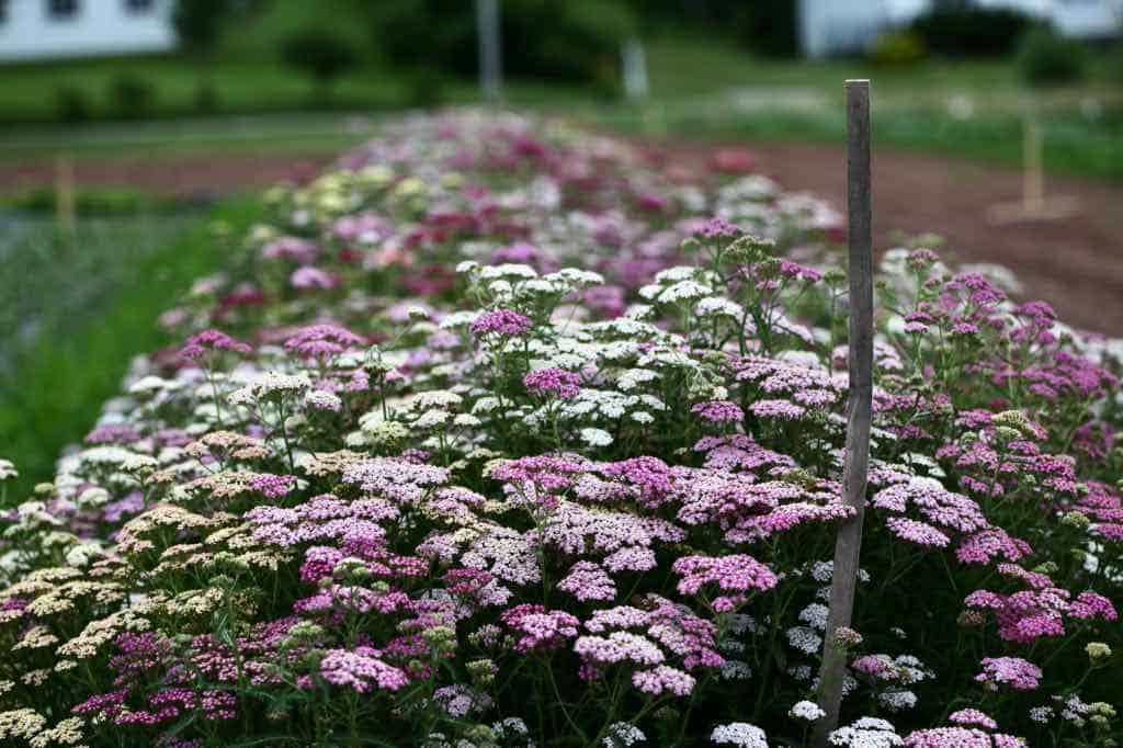 Yarrow, Colorado Mix (Achillea millefolium)