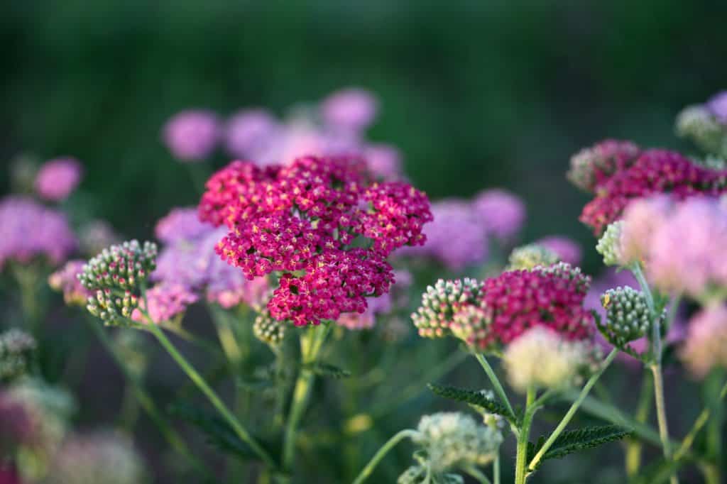 colourful shades of pink yarrow in the garden, discussing fun facts about yarrow