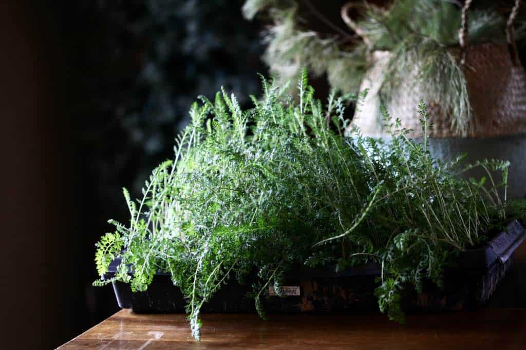 a cell tray full of yarrow seedlings, discussing fun facts about yarrow