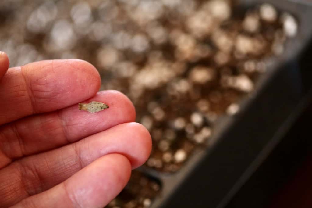 zinnia seeds are arrow shaped