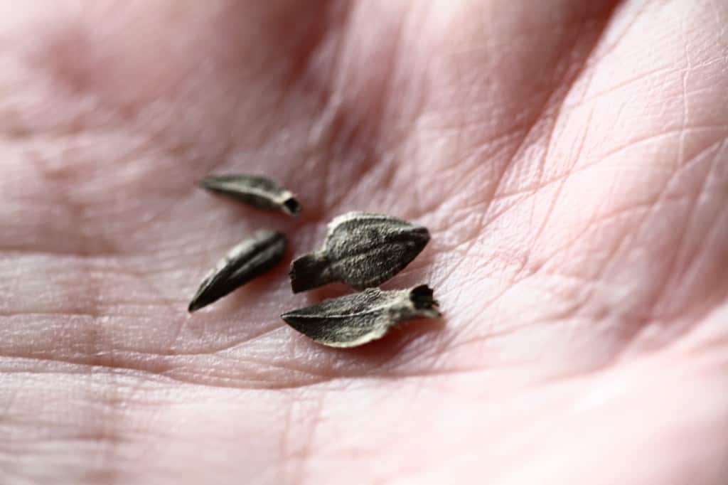 zinnia seeds in a hand