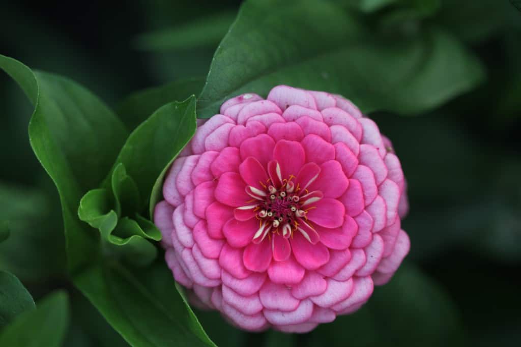 a zinnia flower in the garden