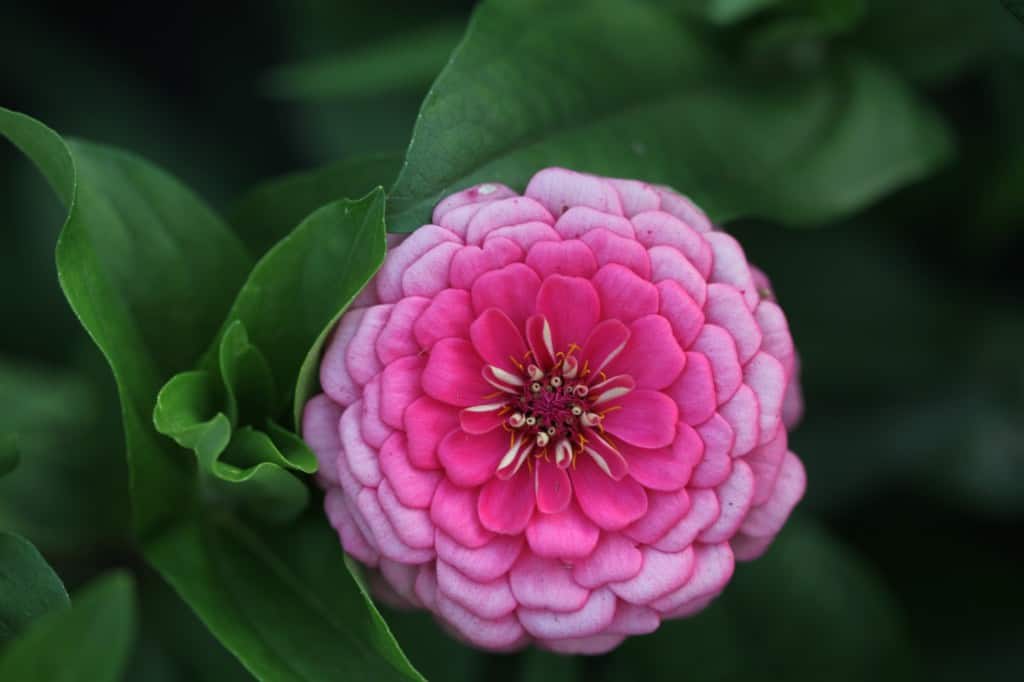 pink zinnia bouquet