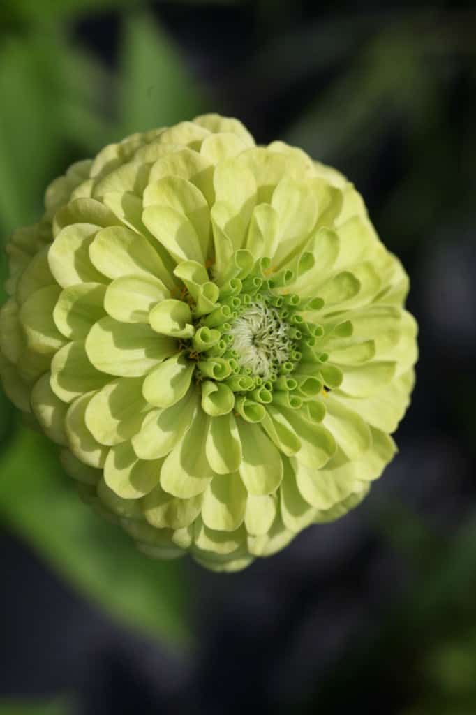 a chartreuse colored zinnia bloom