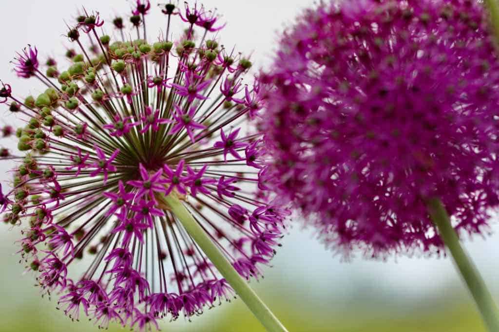 allium flowers in the garden