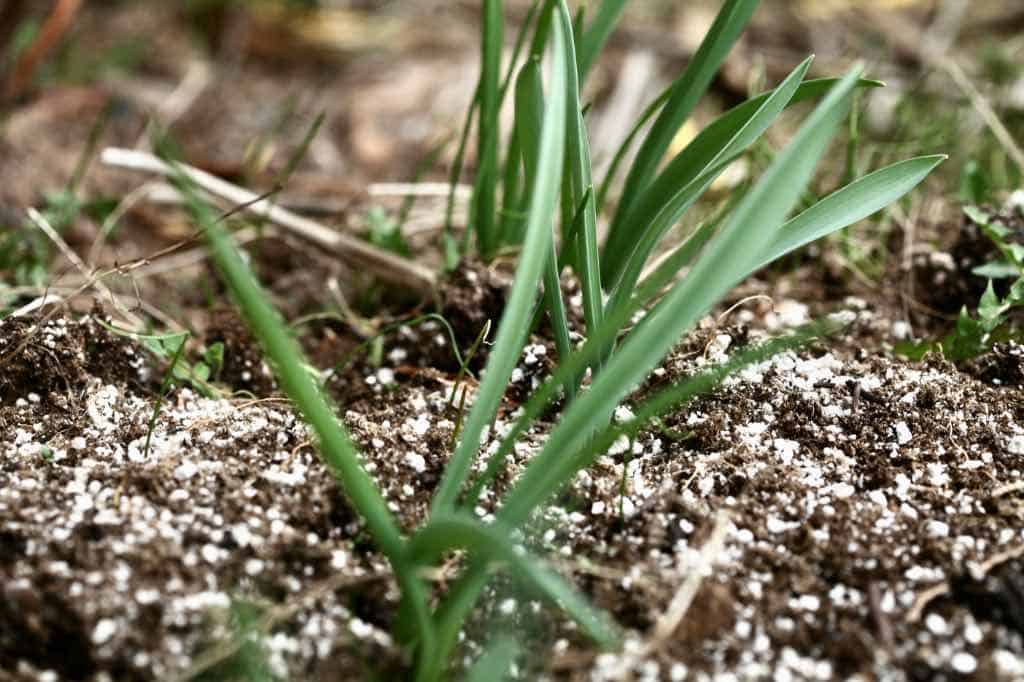 allium foliage growing very early in spring