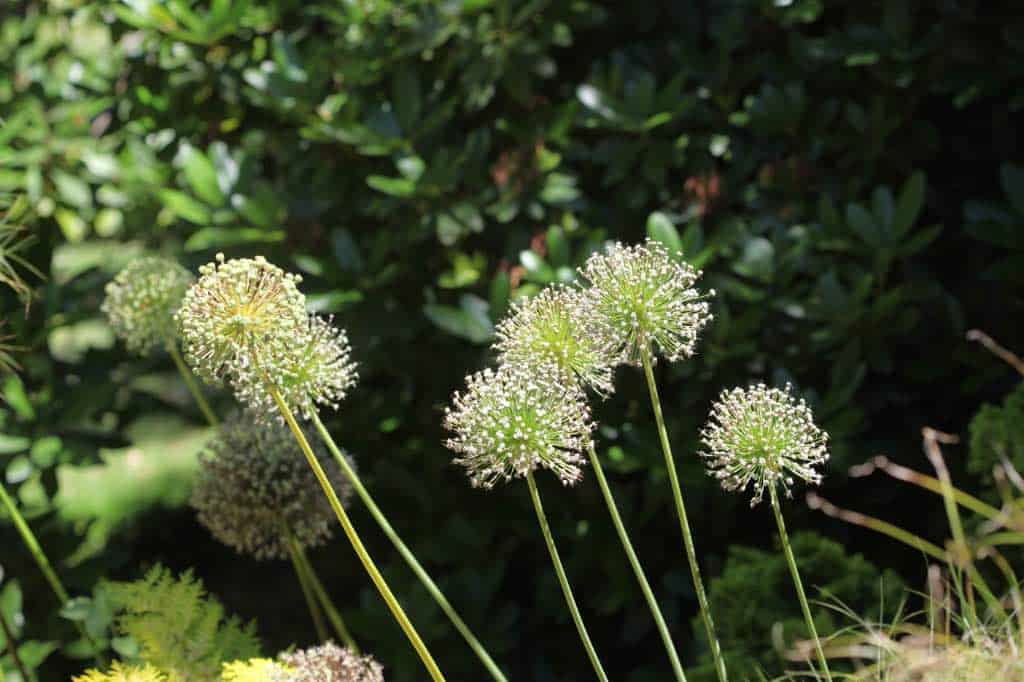allium seed heads in the garden, discussing how late you can plant allium bulbs