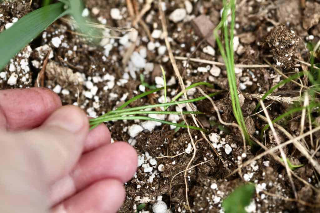 allium seedlings in the garden from self seeding