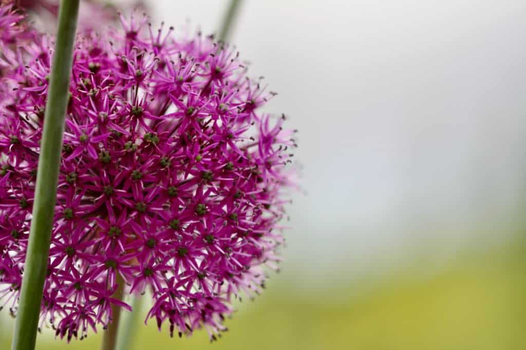 allium flowers in the garden, discussing how late you can plant allium bulbs