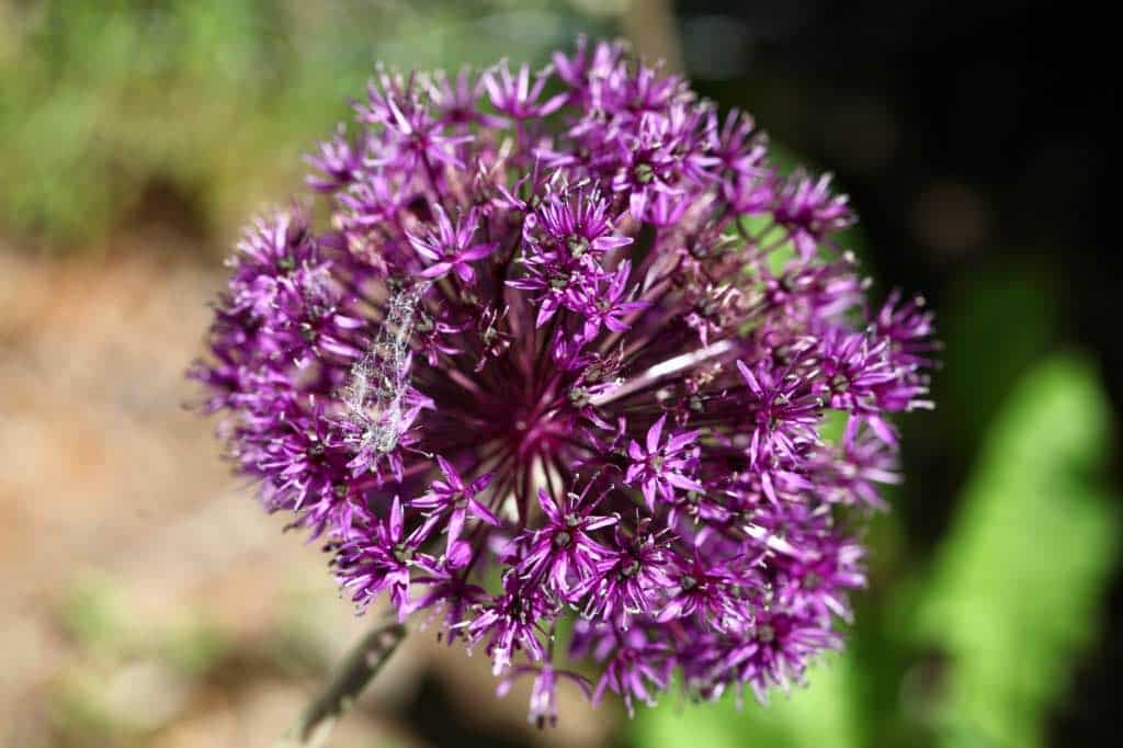 an allium flower in the garden