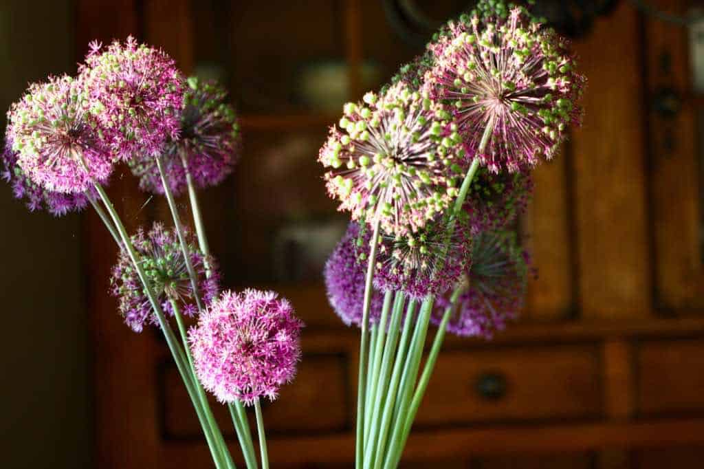 alliums in a vase used as cut flowers