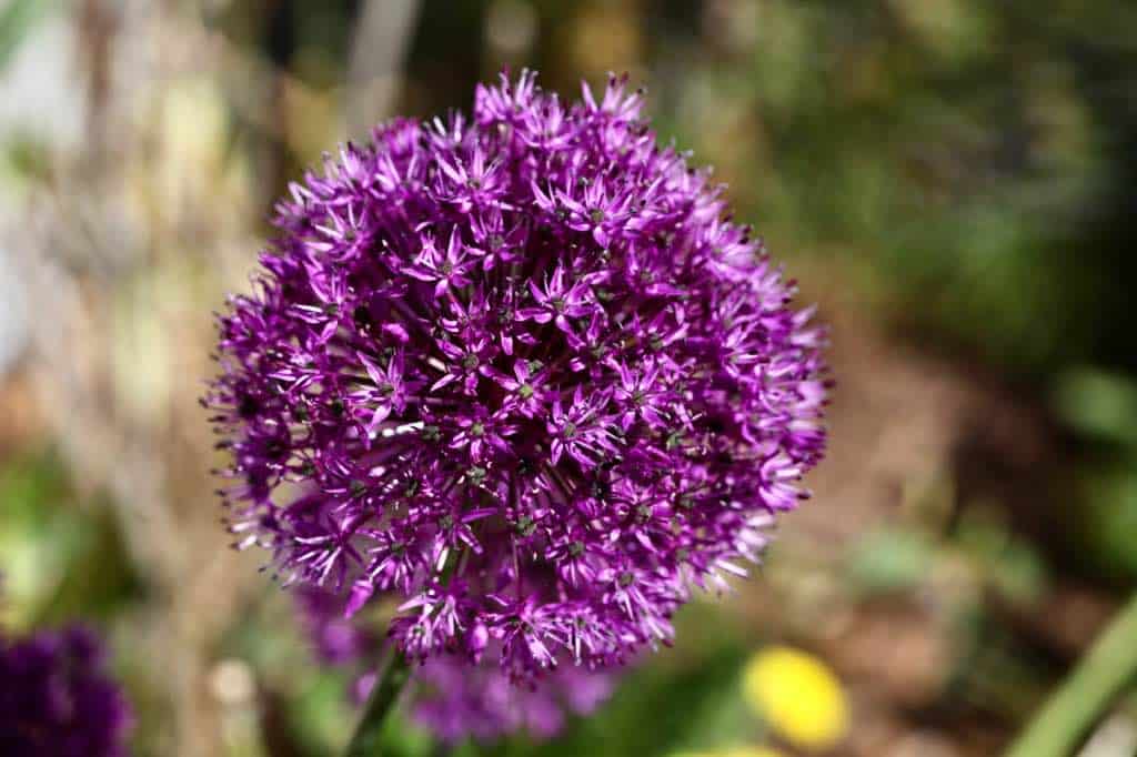 an allium flower in the garden