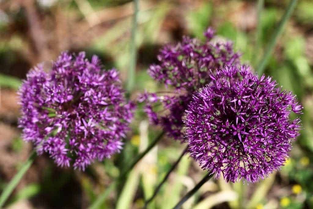 purple allium flowers