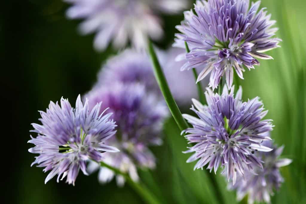 chives in bloom