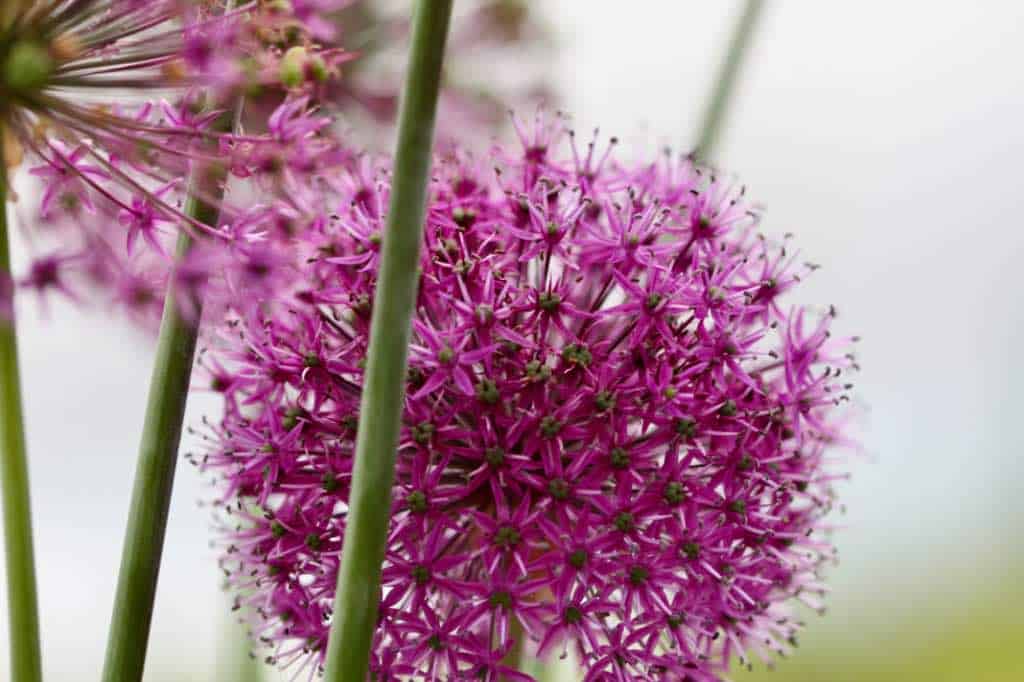 purple allium flowers from bulbs planted in fall, discussing how late you can plant allium bulbs