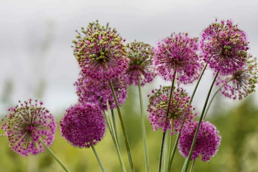 purple allium flowers and seed heads