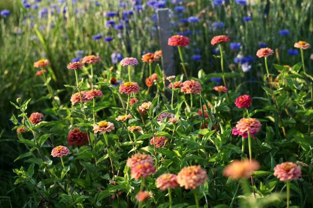 a patch of zinnias growing in the garden, discussing zinnia growth stages