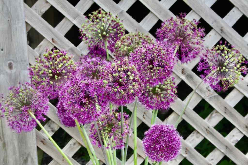 allium flowers and seed pods against wooden lattice work