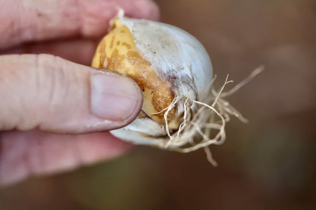 a hand holding an allium bulb for planting