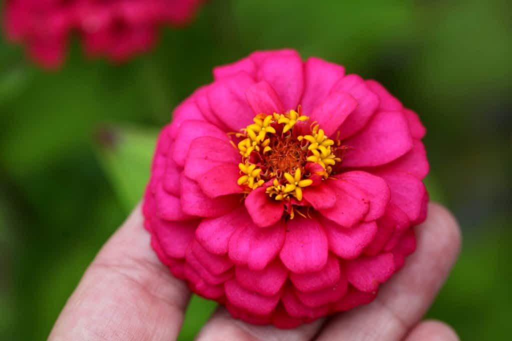 a hand holding a dark pink zinnia, discussing zinnia growth stages