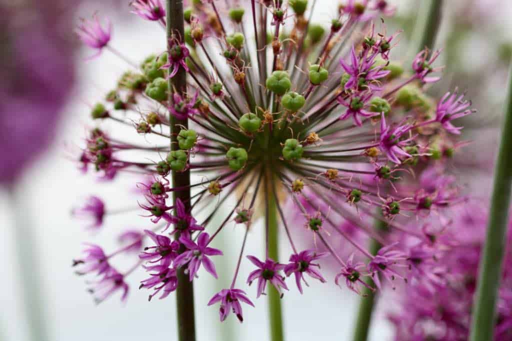 an allium seed head in the garden