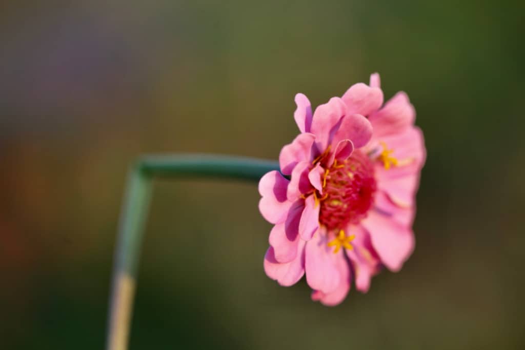a broken zinnia stem and pink zinnia flower