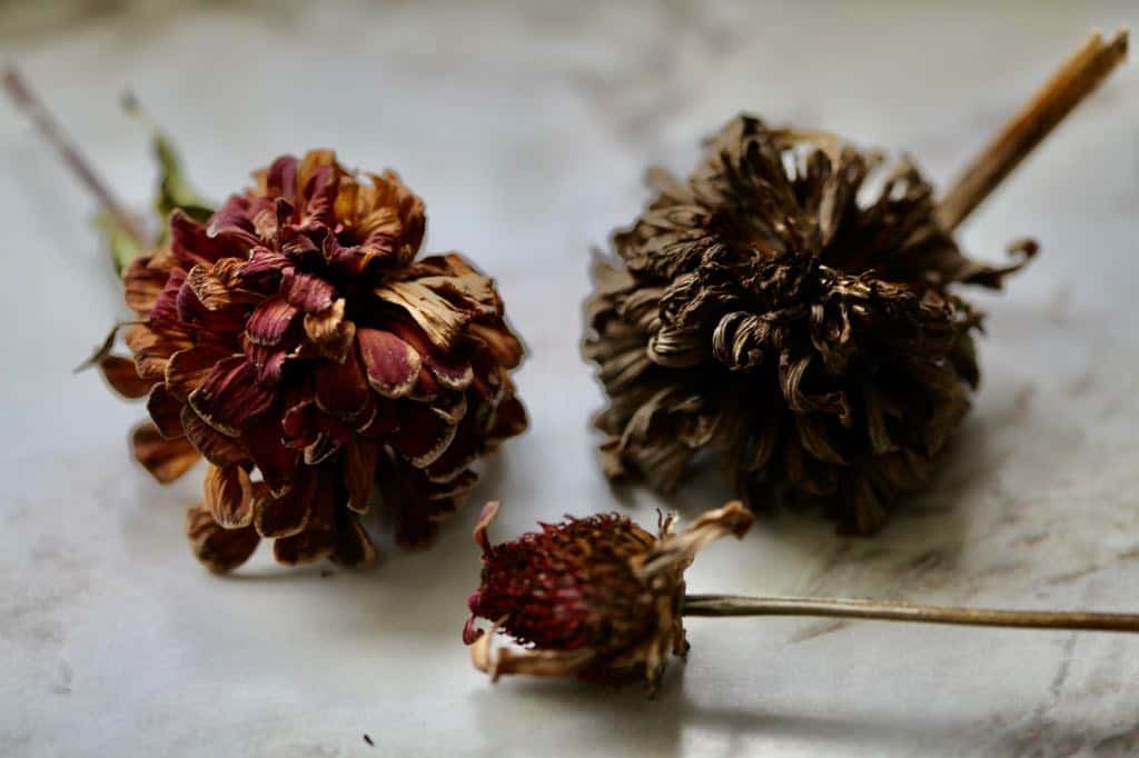 spent zinnia blooms harvested for seed collection, discussing zinnia growth stages