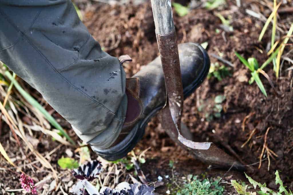 a foot on a shovel for digging a hole to plant allium bulbs in the garden