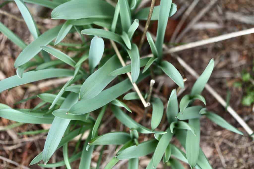 allium foliage in the garden, discussing how late you can plant allium bulbs