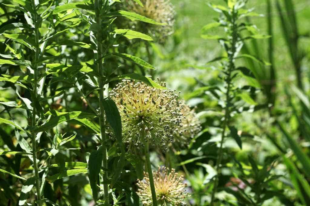 allium seed heads in the garden