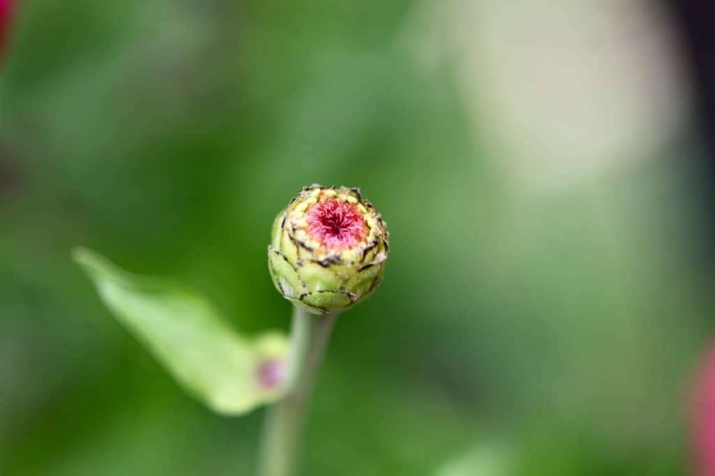 zinnia flower bud