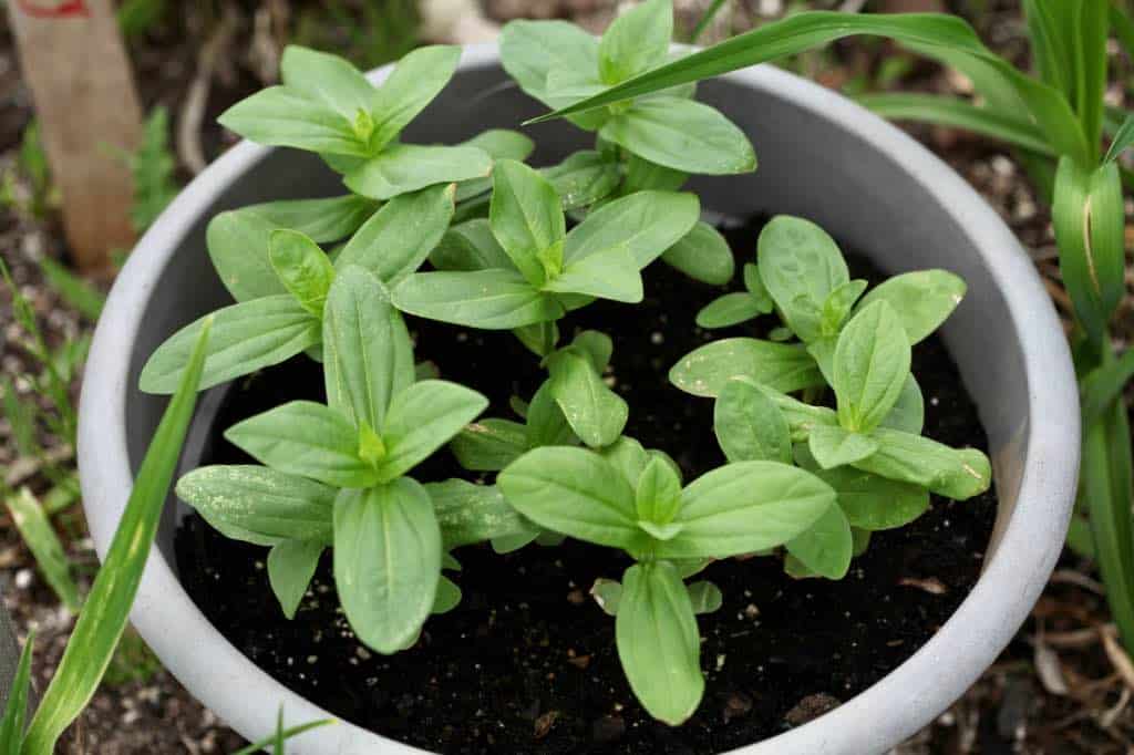 zinnia seedlings directly sown in a pot outdoors