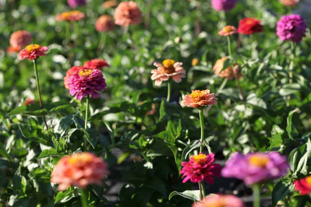 multi-coloured zinnias growing in the garden, discussing zinnia growth stages