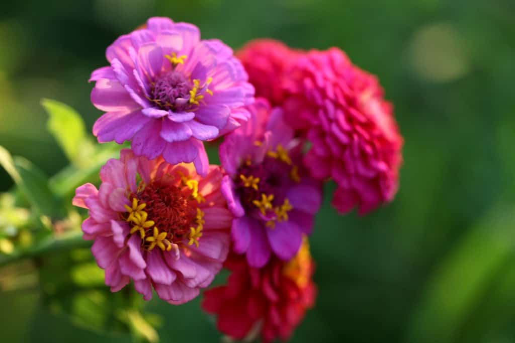 a small bouquet of brightly colored zinnia flowers