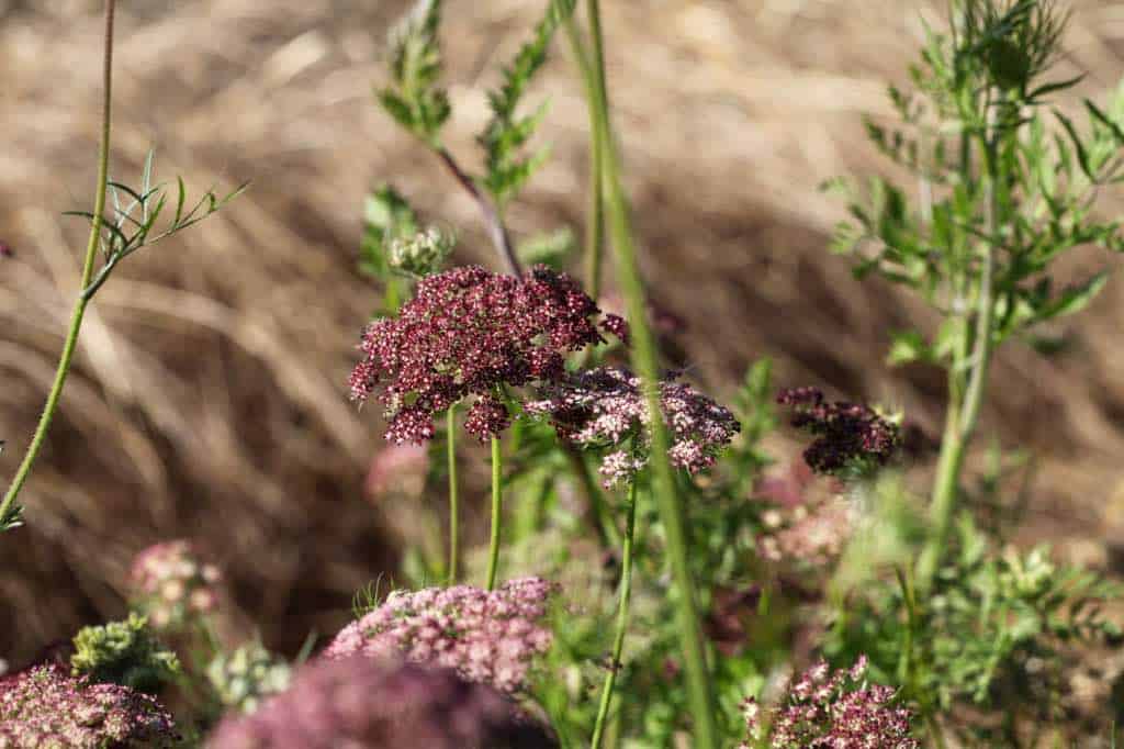 lacy burgundy and pink flowers in the garden