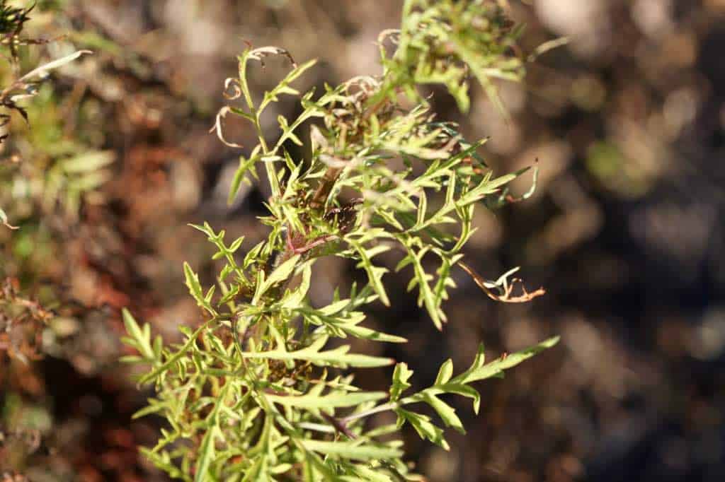 chocolate lace flower foliage